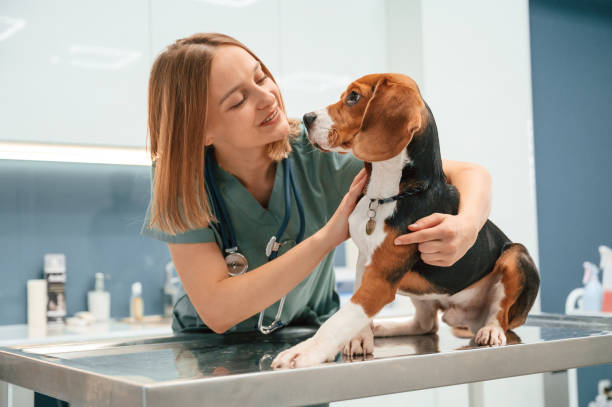 Studi Veterinari